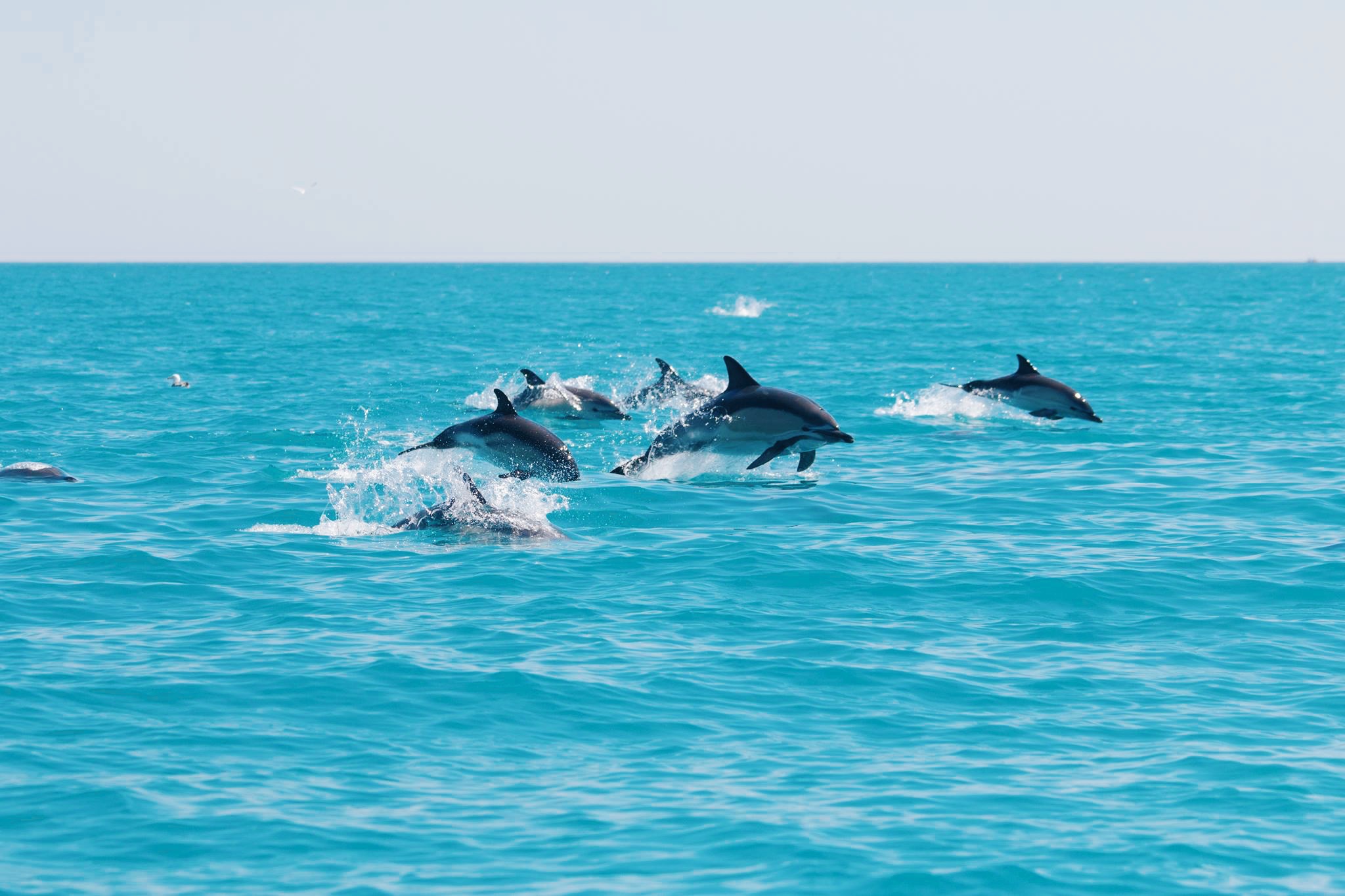 Dolphins Ak Wildlife Cruises