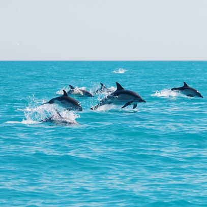 Dolphins Ak Wildlife Cruises