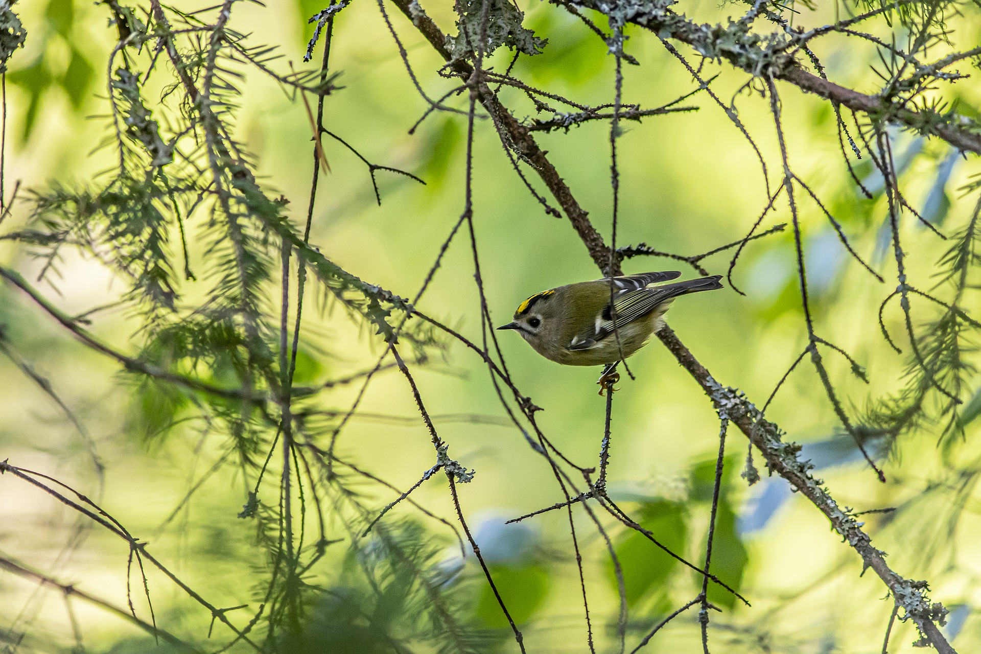 Devon_Wildlife_Tours_Dawn_Chorus_6