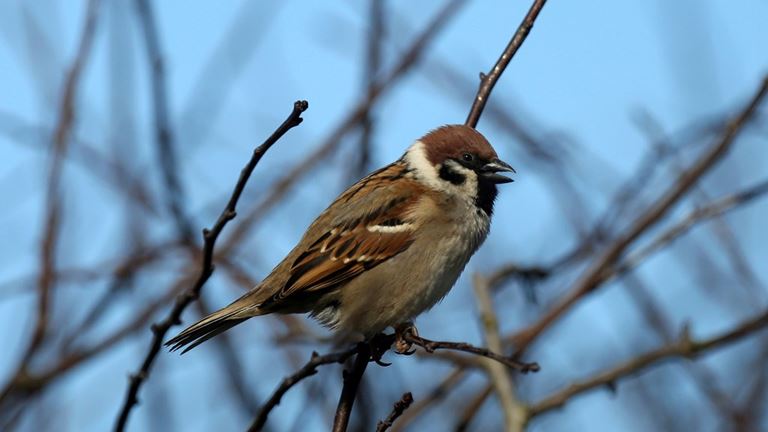 Ecf870dc 84E3 40D7 Ba27 6F6931b29b6f 10. Tree Sparrow Michael Harvey Rspb Images