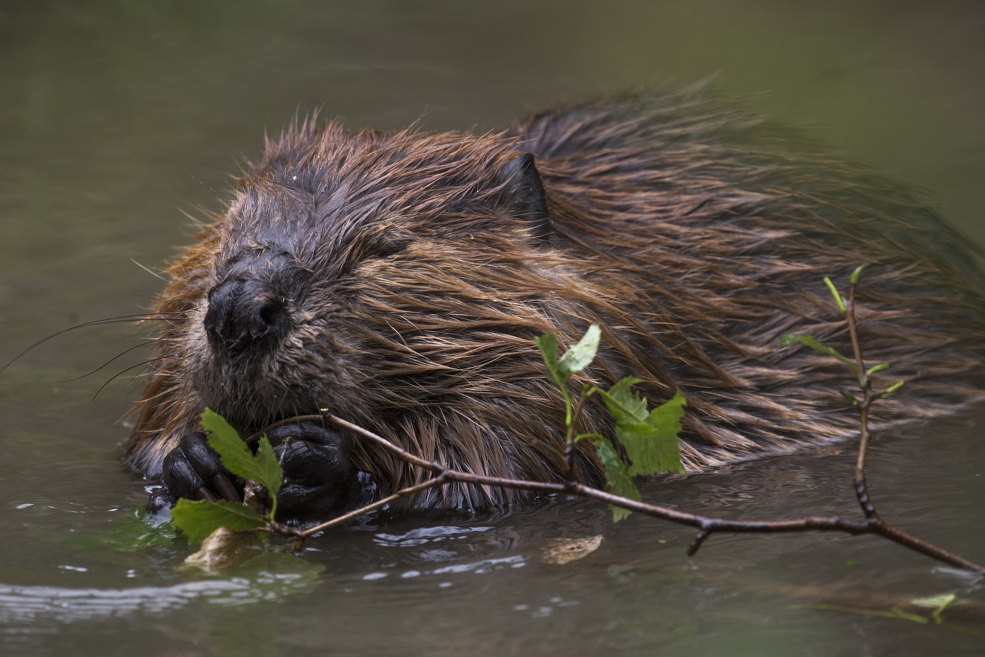 Devon_Wildlife_Tours_Beaver_11
