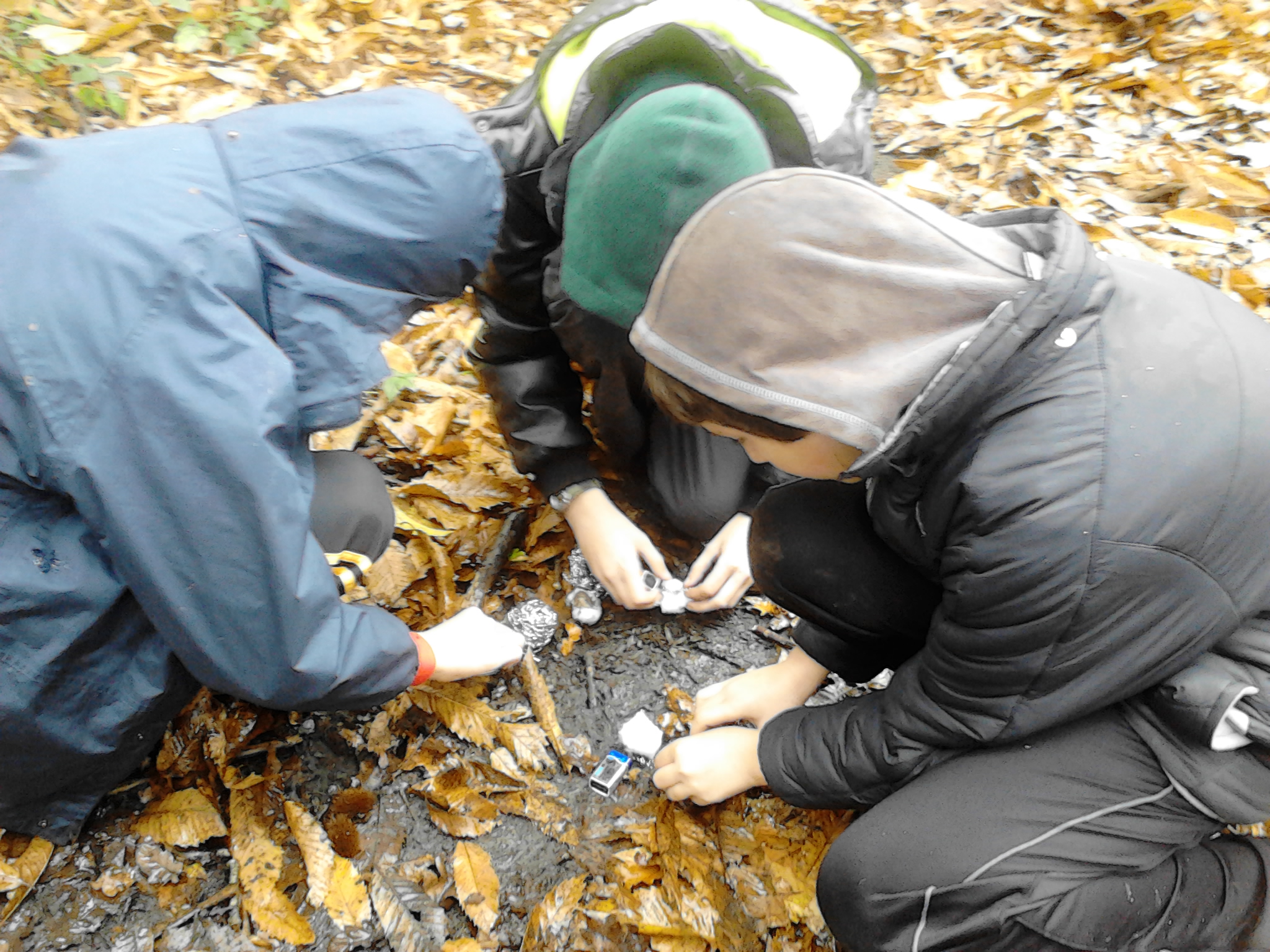 Naturebreak-Lone-Wolf-Leaves