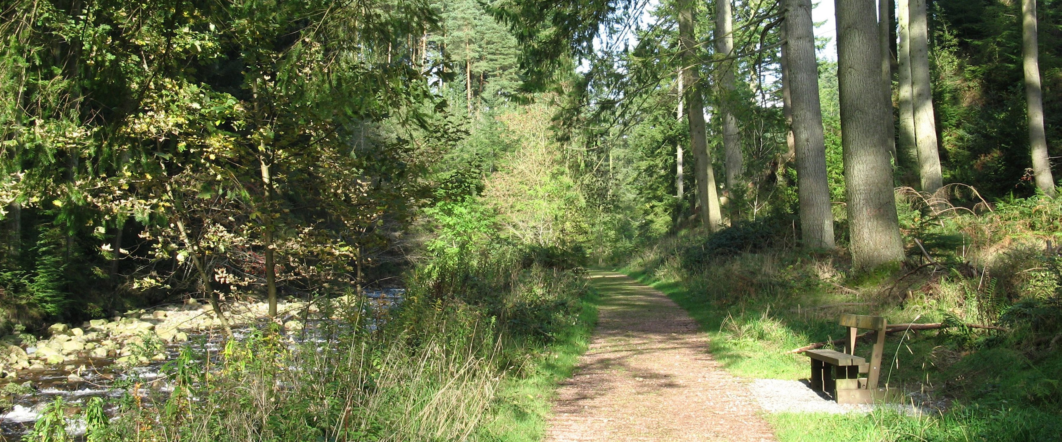 Blidworth Woods