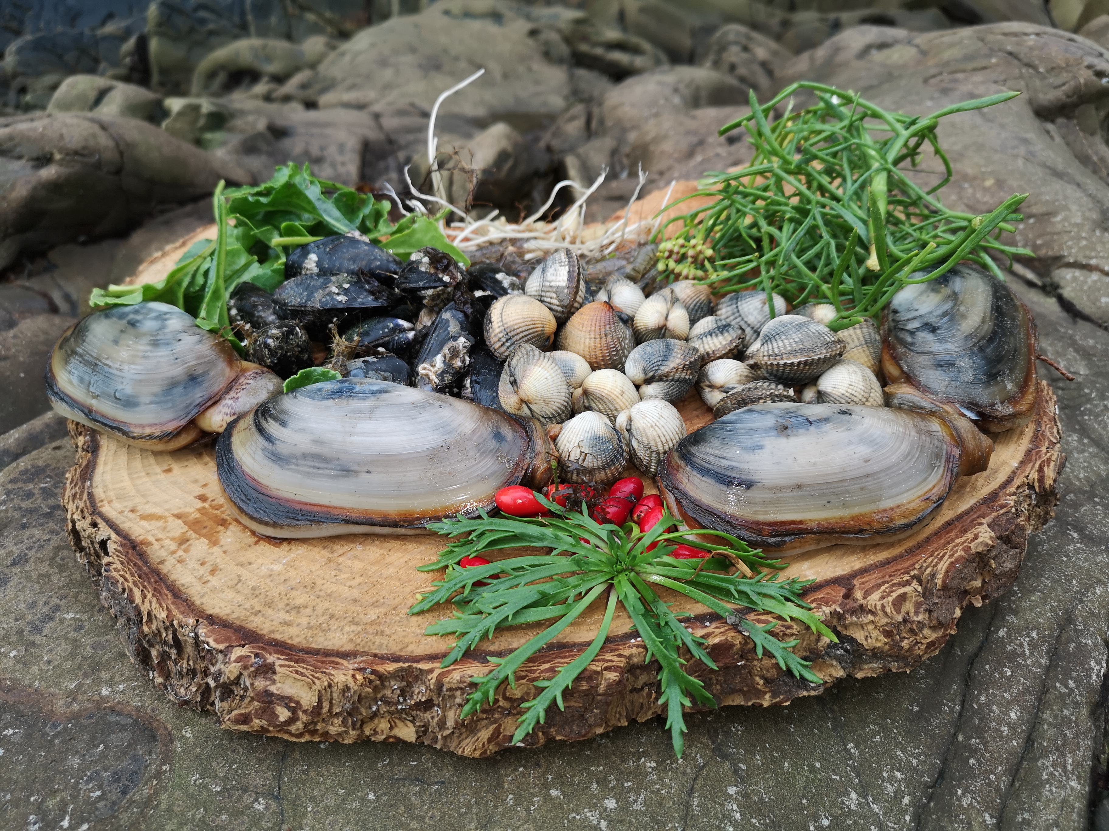 Naturebreak-Shells-Forage