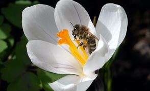 Naturebreak-Nectar-bee